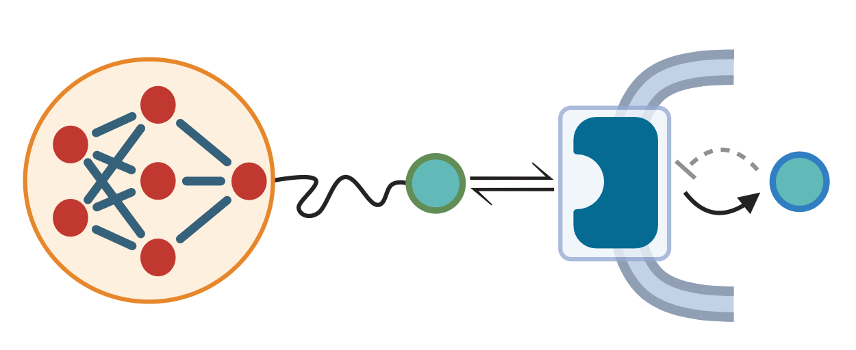 Hidden chemical network produces a signaling molecule which binds a receptor and drives readout production